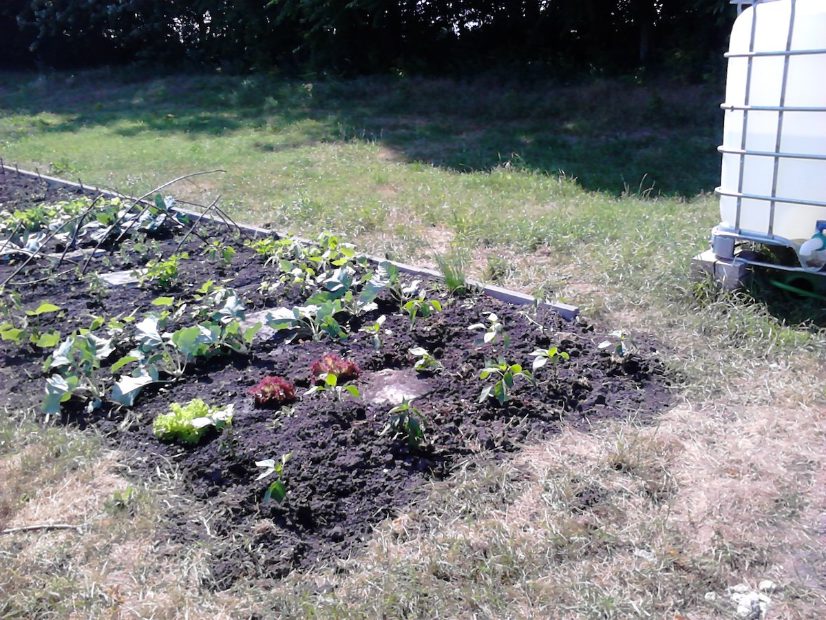 erstes Gemeinschaftsbeet